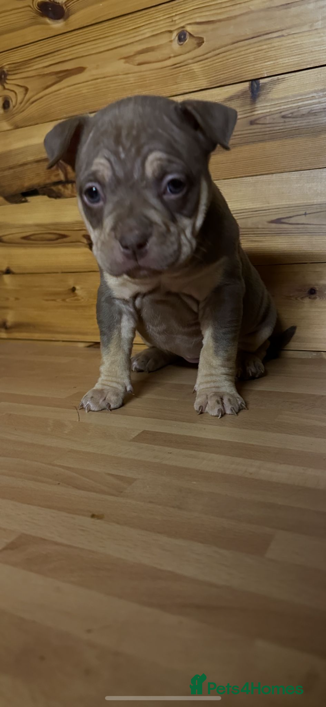 American Bully dogs for sale: Pocket BULLYS  - Advert 9
