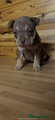 American Bully Puppy 5