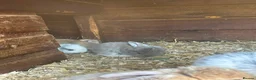 English Lop rabbits for sale: rabbits  - Advert 2