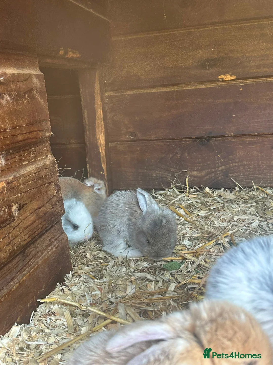 English Lop rabbits for sale: rabbits  - Advert 2