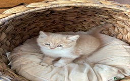 British Shorthair cats for sale: 3 LEFT - TICA BRITISH SHORTHAIRED KITTENS - Image 29
