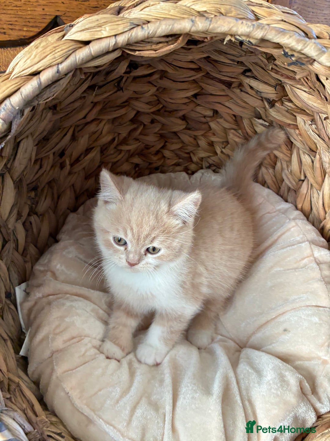 British Shorthair cats for sale: 3 LEFT - TICA BRITISH SHORTHAIRED KITTENS - Image 29