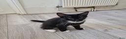 Domestic Shorthair cats for sale: Black and Tuxedo Kittens in London - Advert 2