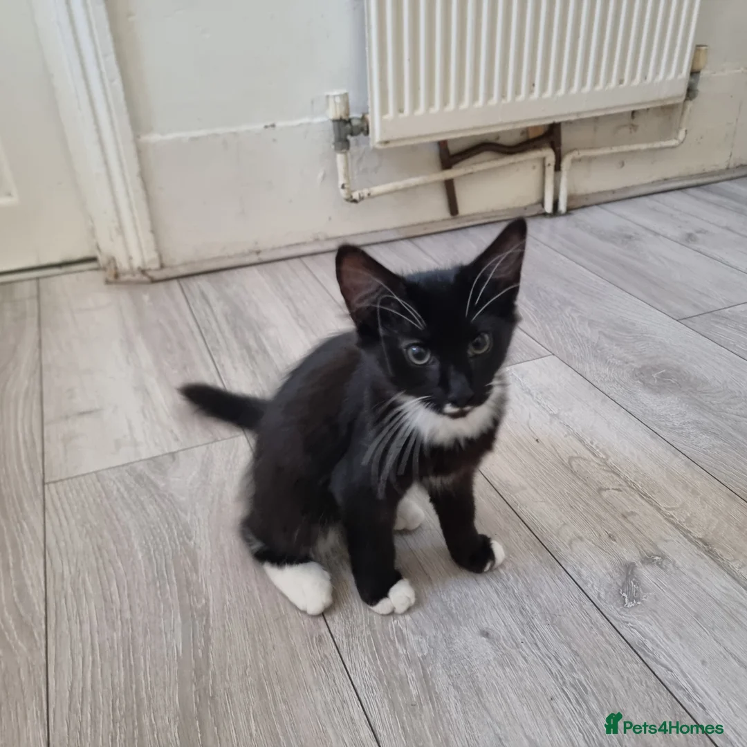 Domestic Shorthair cats for sale: Black and Tuxedo Kittens in London - Advert 2