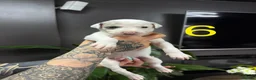 Whippet dogs for sale: Beautiful litter of 6 puppies - 4 girls and 2 boys in Derby - Advert 21