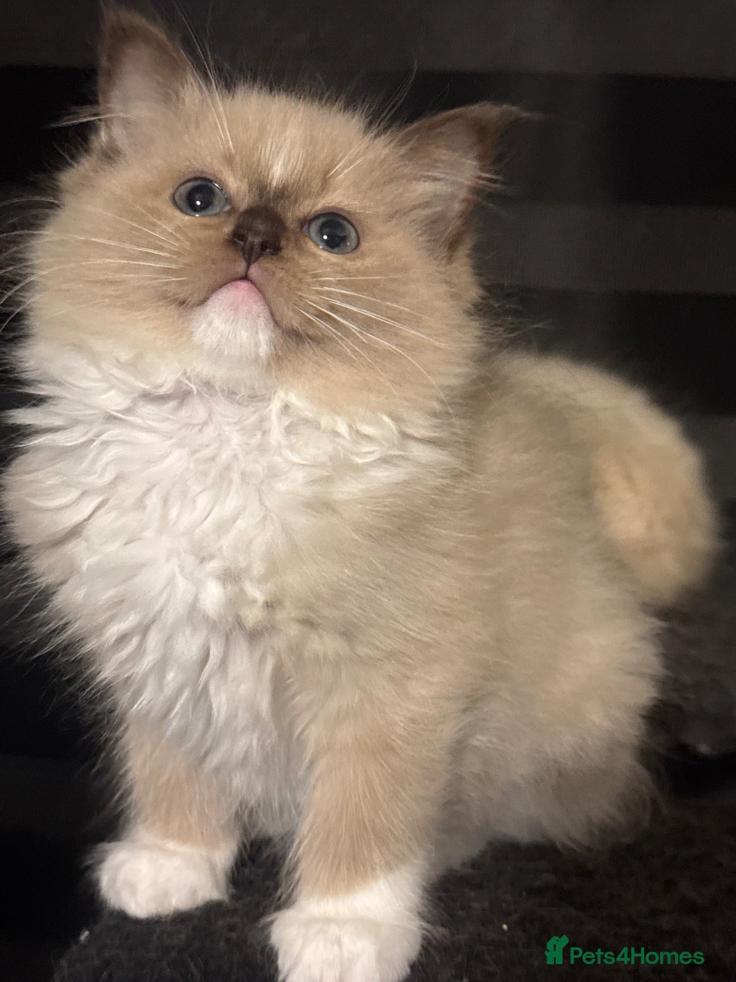 Ragdoll cats for sale: TICA Reg Chocolate Sepia Girl - Advert 4