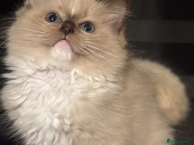 Ragdoll cats for sale: TICA Reg Chocolate Sepia Girl - Advert 4