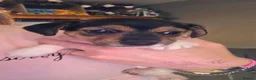 Jack Russell dogs for sale: *Last 1* Adorable Jack Russell for 5* Home - Advert 6