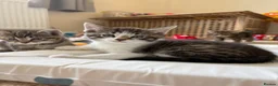 Mixed Breed cats for sale: 1 boy Kitten Left - Advert 1