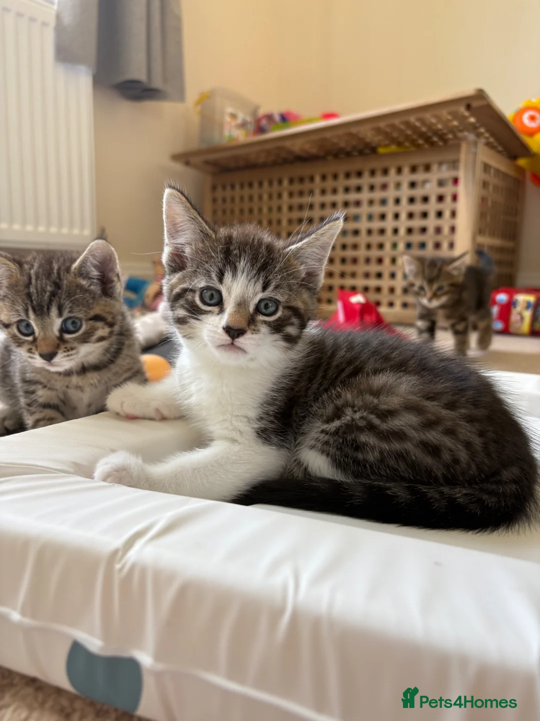 Mixed Breed cats for sale: 1 boy Kitten Left - Advert 1
