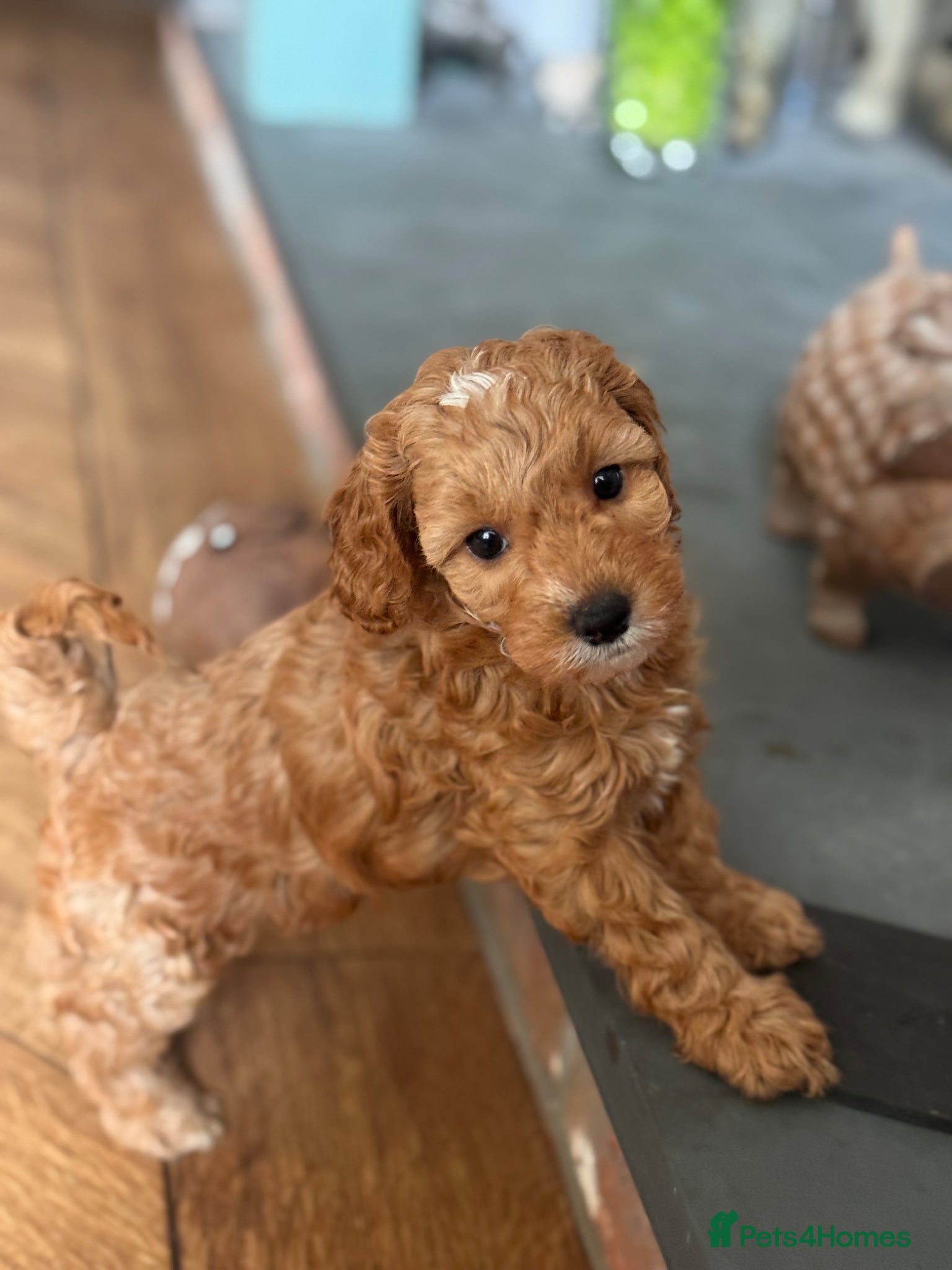 Cavapoo dogs Exceptional Pups Raised by a Professional Trainer. - Advert 1