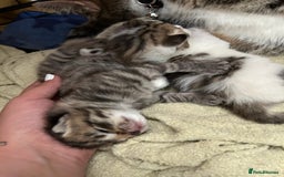 Mixed Breed cats for sale: 2 beautiful male kittens ready to go! - Image 14