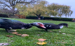 Ducks poultry for sale: Muscovy Ducks Available - Male & Female - Image 7