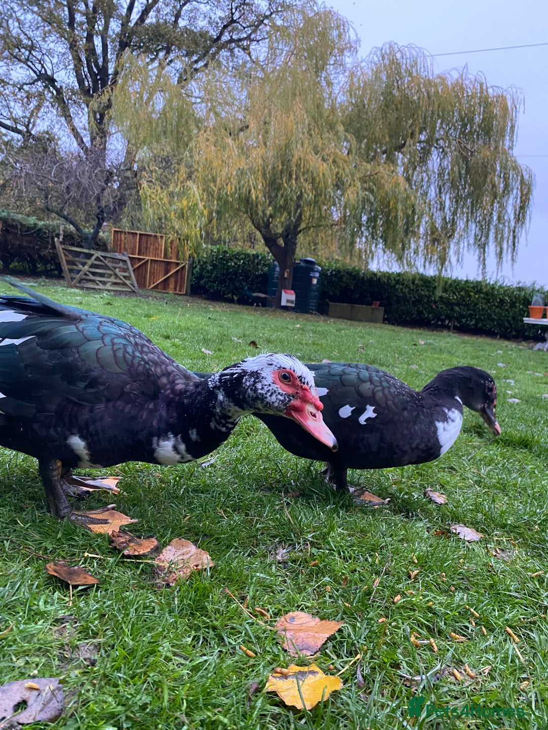 Ducks poultry for sale: Muscovy Ducks Available - Male & Female - Image 7