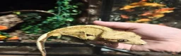 Mixed Breed rabbits for sale: Crested Geckos - Advert 7