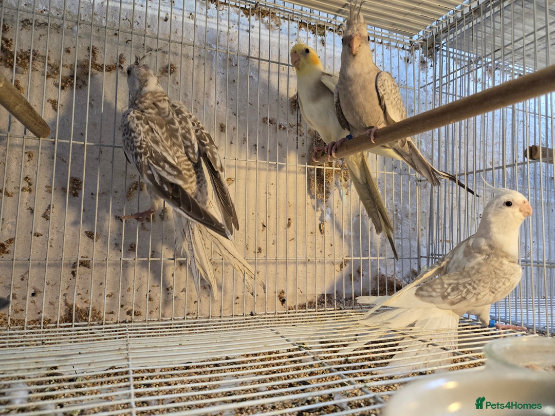 Cockatiels birds for sale: Baby cockatiels - Image 1