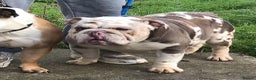 English Bulldog dogs for stud: PROVEN LILAC AND TAN MERLE in Spalding - Advert 4