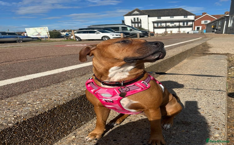 Mixed Breed dogs Maple is looking for her forever home - Advert 1