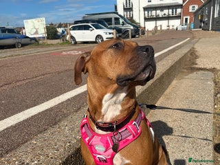 Mixed Breed dogs Maple is looking for her forever home - Advert 7