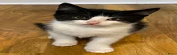 Mixed Breed cats for sale: 11 weeks old beautiful kittens looking for new - Advert 7