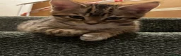 Mixed Breed cats for sale: Bengal x Tabby mixbreed. - Advert 18
