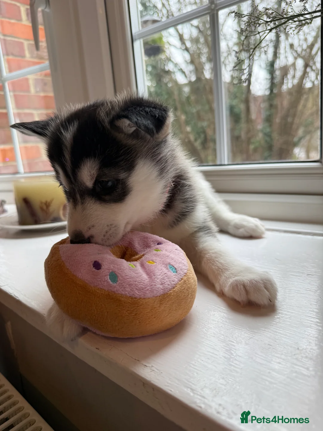 Siberian Husky dogs for sale: Gorgeous, Healthy & Fully Insured Siberian puppies in Stanmore - Advert 19