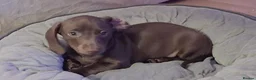 Miniature Dachshund dogs for sale: Whitney - Advert 30