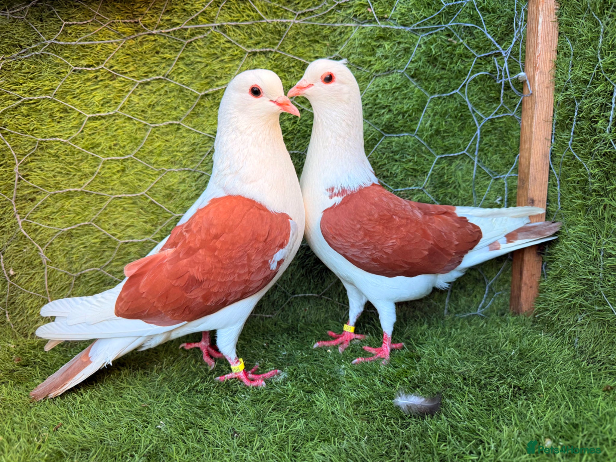 Pigeons birds Any Pair £65 - Healthy Breeding Pigeons - Advert 1