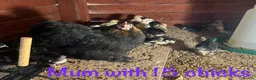 Chickens poultry for sale: 3 mums with chicke  9.10.15 and no time wastt - Advert 3