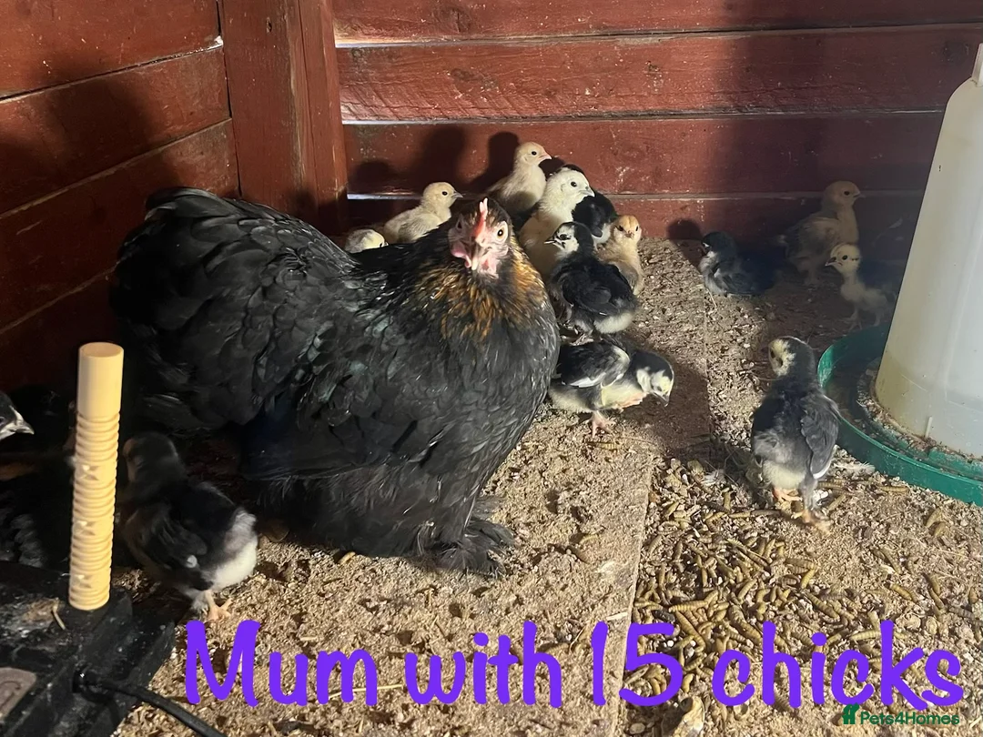Chickens poultry for sale: 3 mums with chicke  9.10.15 and no time wastt - Advert 3