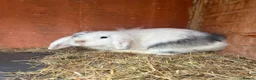 Lionhead rabbits for sale: 14 lion head lops ready - Advert 4