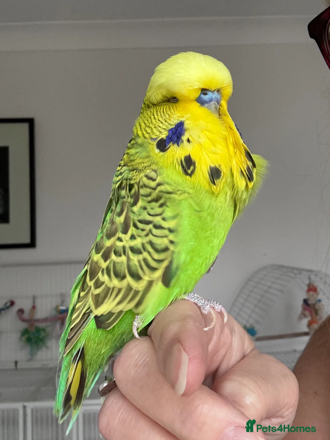 Budgerigars birds for sale: Super Tame Exhibition Budgie - Advert 2