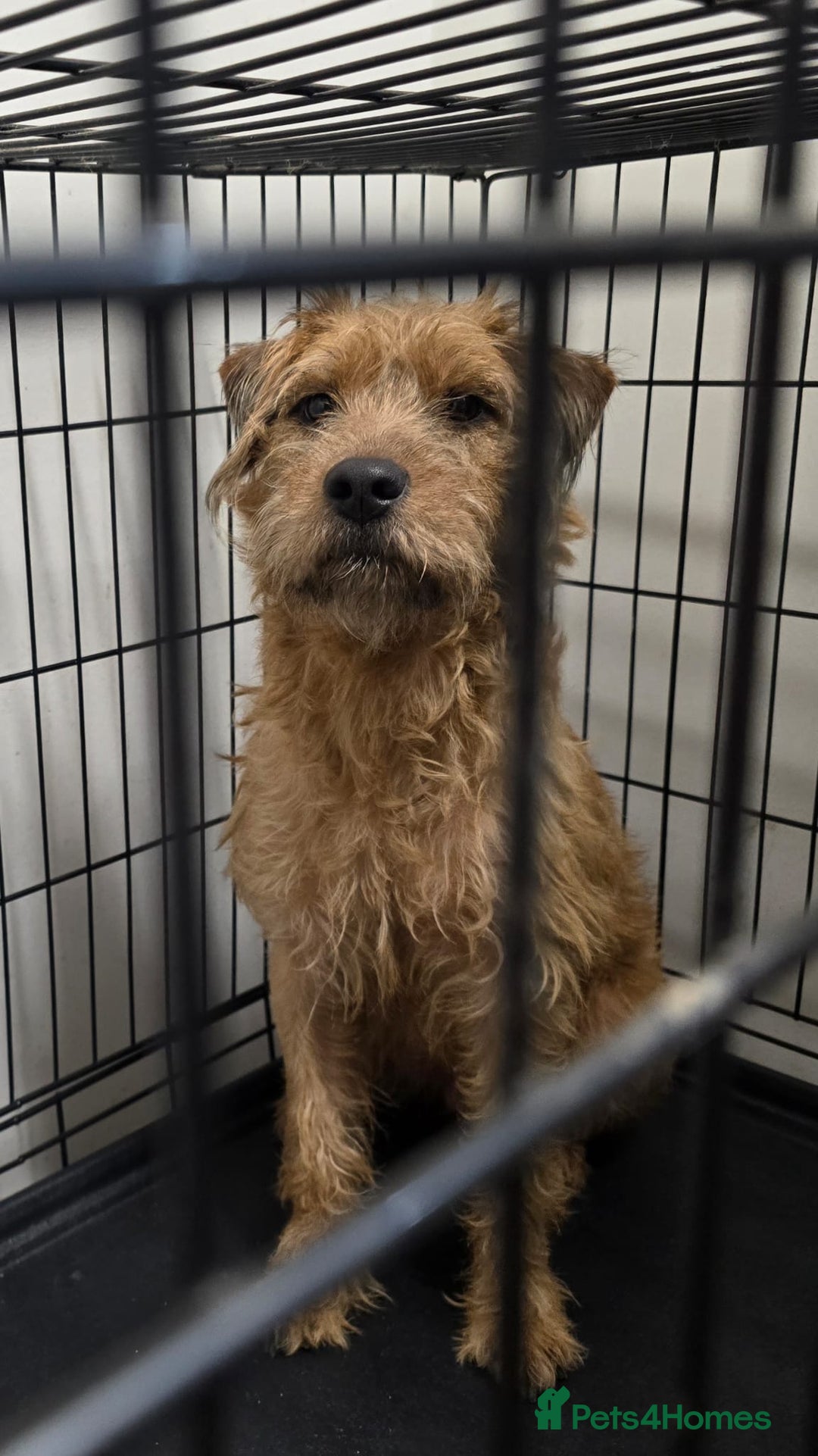 Lakeland Terrier dogs for sale: 18month Lakeland bitch  - Advert 2