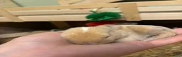Mini Lop rabbits for sale: Mini Lop Bunnies  - Advert 6