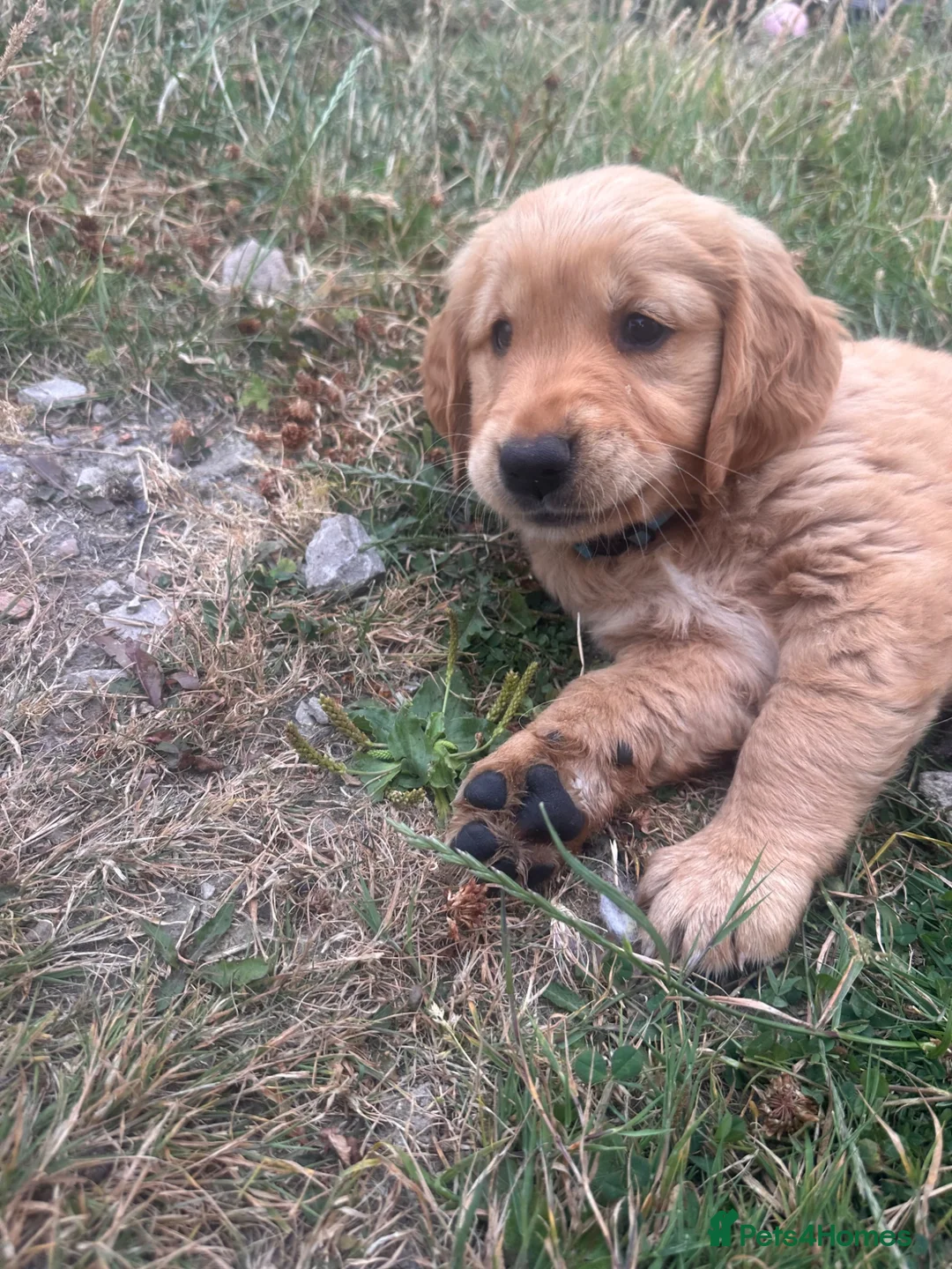 Golden Retriever dogs for sale: Golden Retriver KC Puppies now ready to leave  - Advert 9