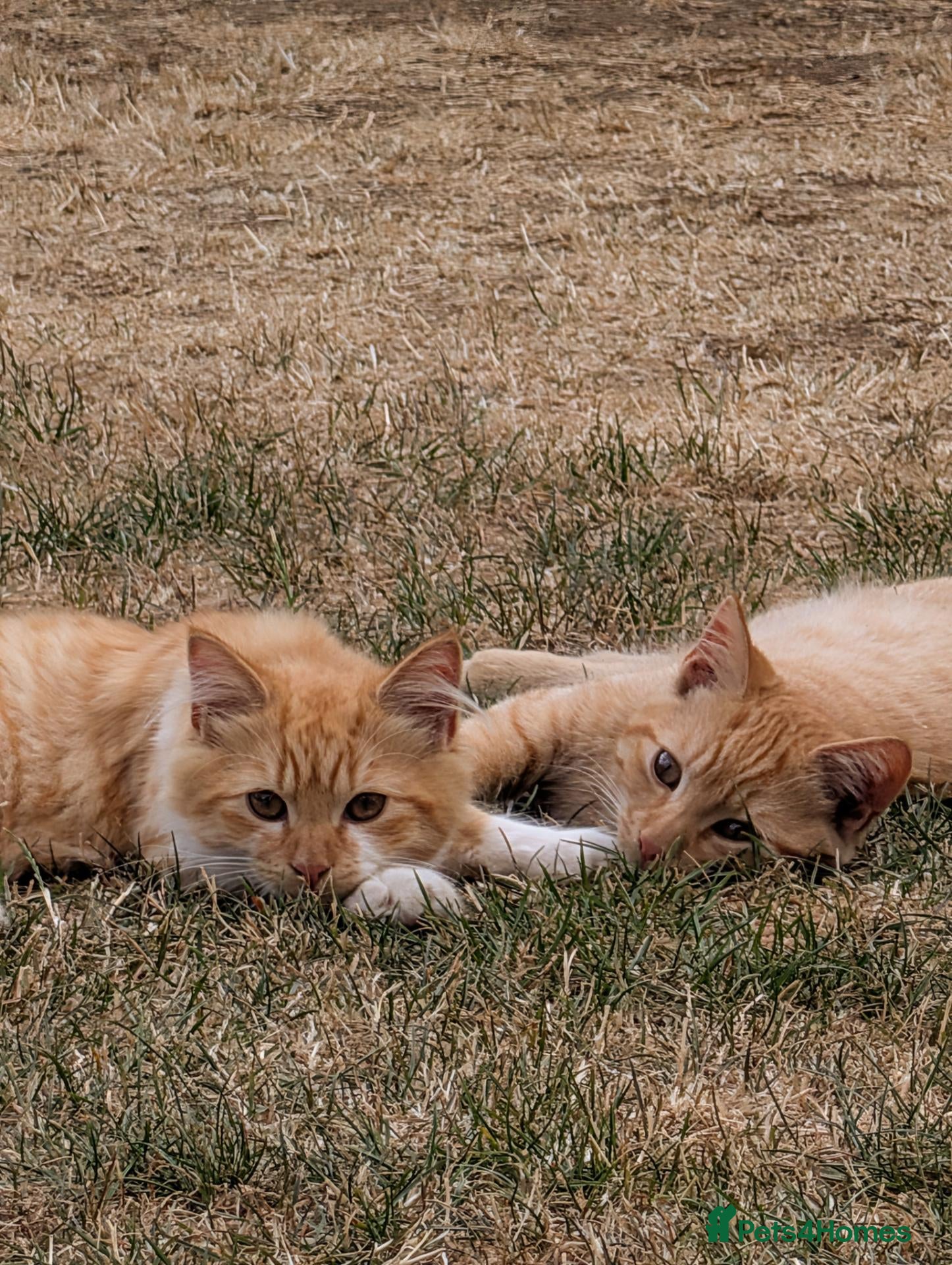 Bengal cats Bengal/Norwegian Forest kittens-NEW PICS!! - Advert 2