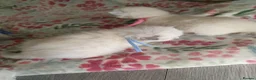 Ragdoll cats for sale: 💖 Beautiful Ragdoll kittens for Sale 💖 - Advert 21