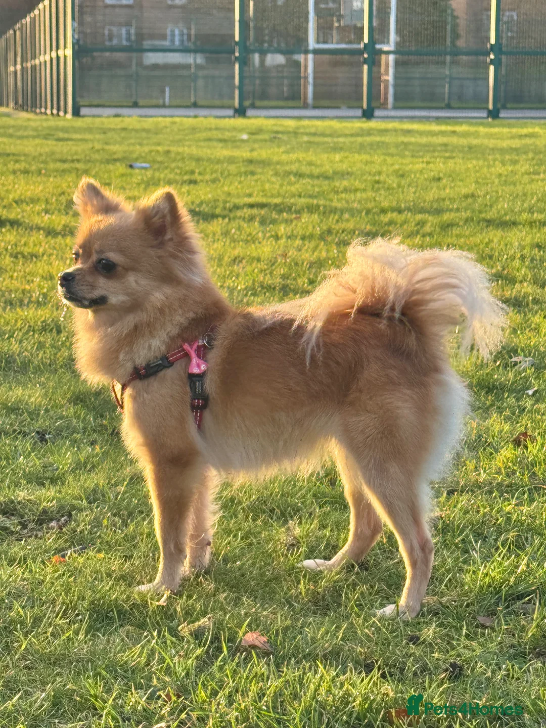 Pomchi dogs for sale: 3-Year-Old Female Pomeranian – Rehoming Needed - Advert 1