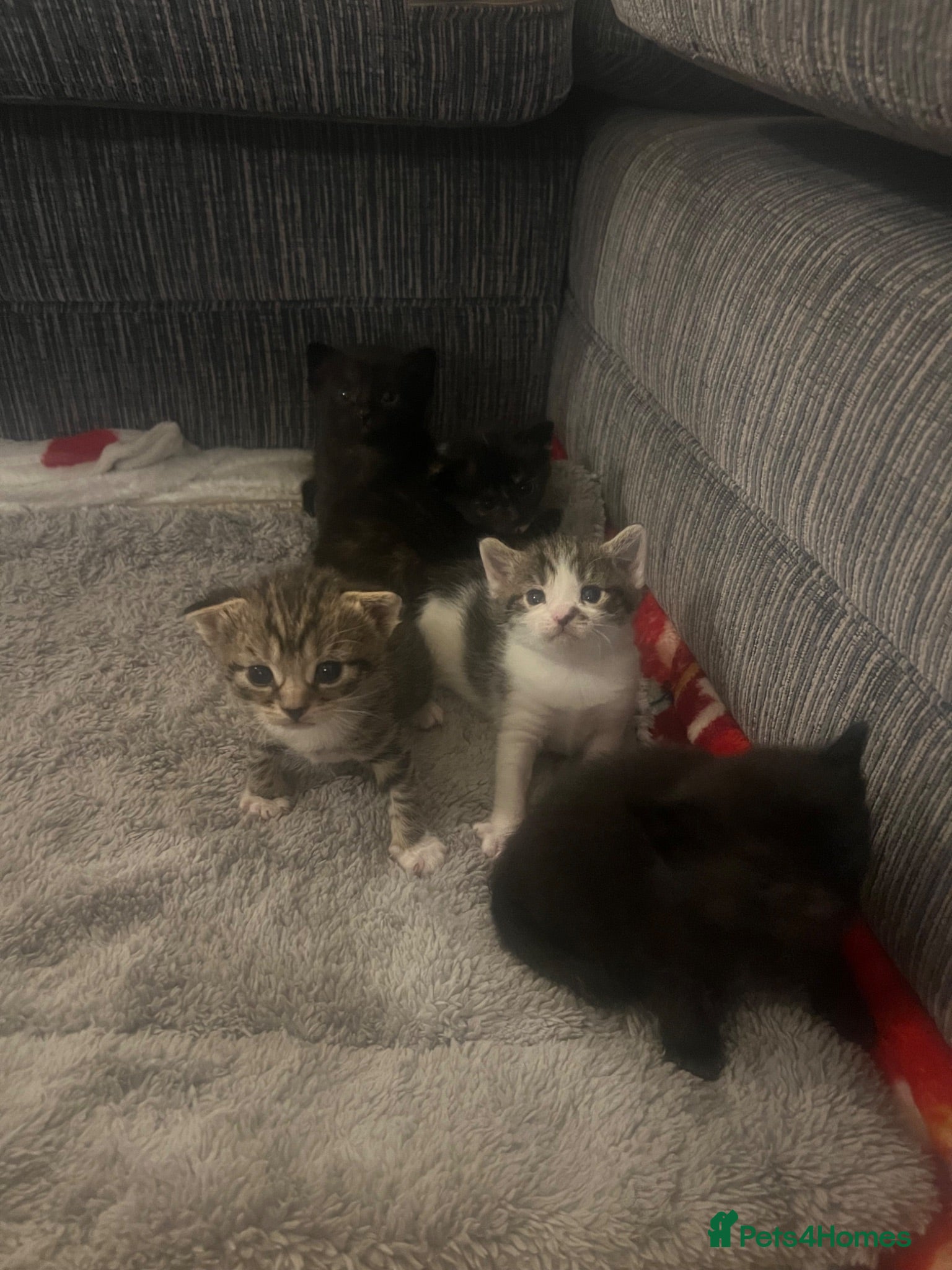 Mixed Breed cats Kittens  - Advert 2