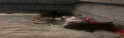 Mixed Breed cats for sale: Kittens  - Advert 1