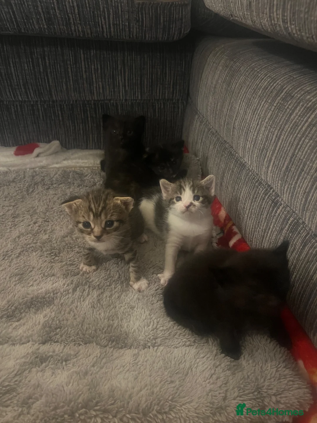 Mixed Breed cats for sale: Kittens  - Advert 1
