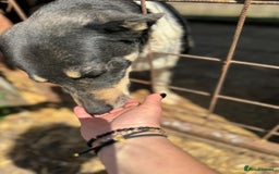 Mixed Breed dogs for adoption: ELSA -  a Special Girl who hates the Prison - Image 10