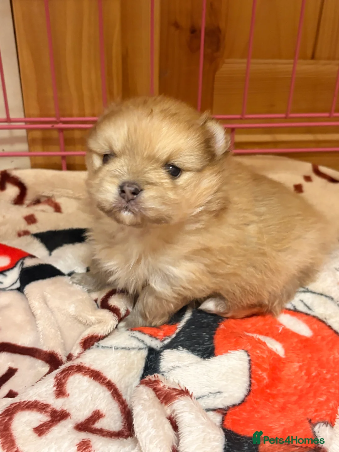 Pomeranian dogs for sale: Beautiful baby Boy fluffy and cuddly  - Advert 8