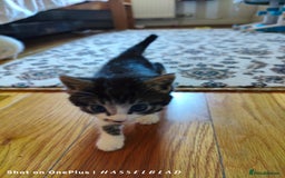 Turkish Angora cats for sale: REDUCED!!! Turkish Angora kittens for sale - Image 11