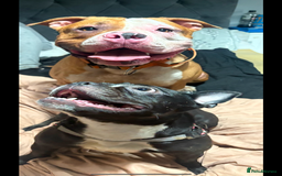 Mixed Breed dogs for sale: Reggie - Image 3