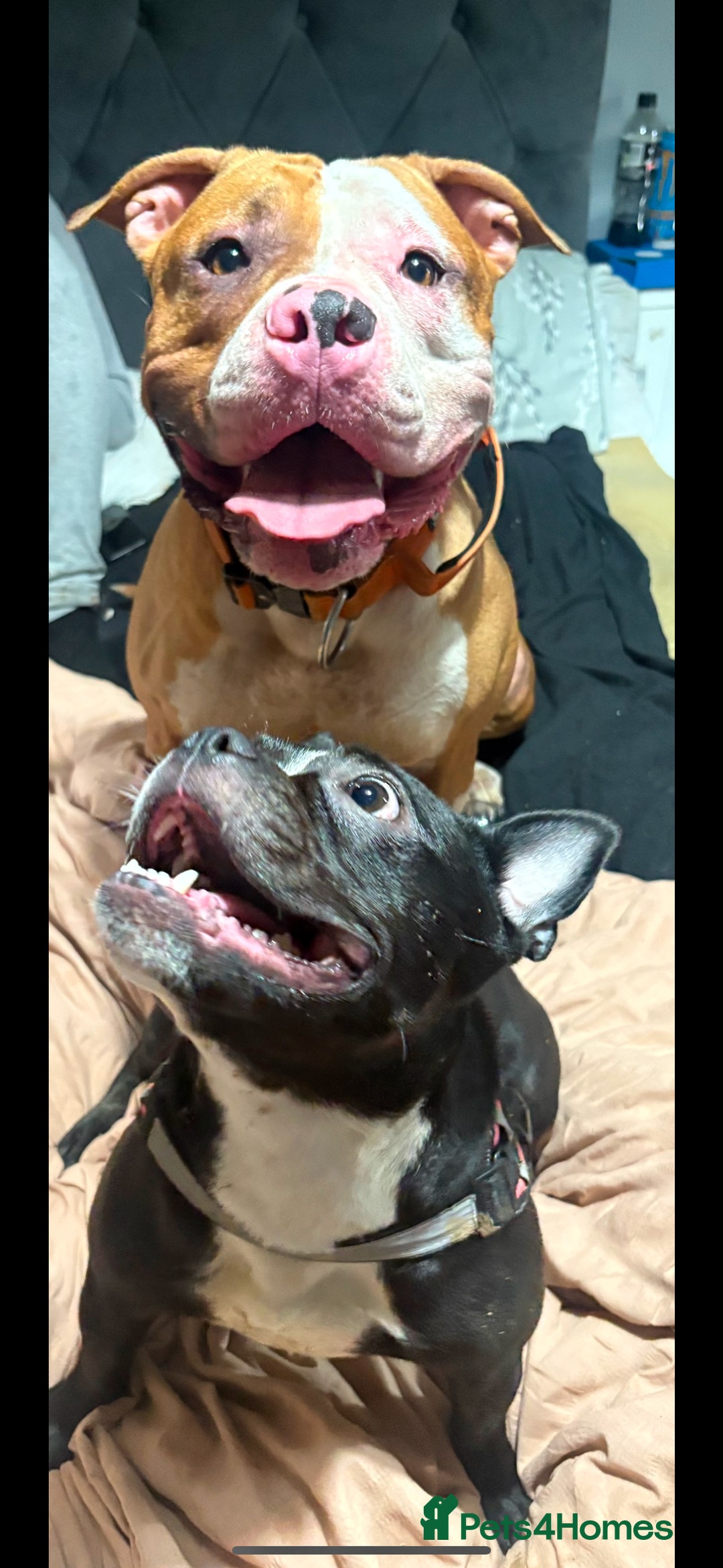 Mixed Breed dogs for sale: Reggie - Image 3