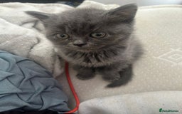 British Shorthair cats for sale: British short hair kittens - Image 4