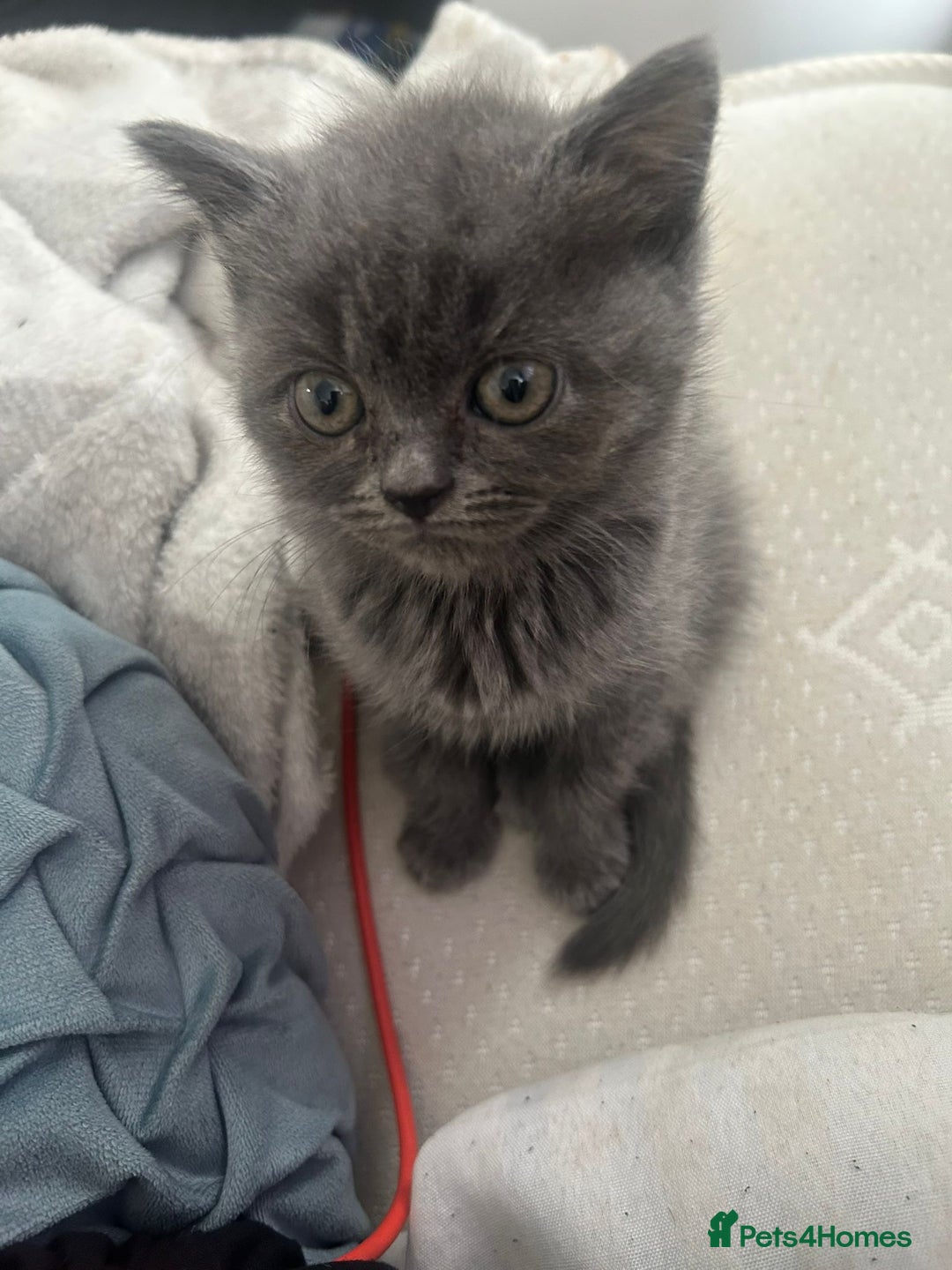 British Shorthair cats for sale: British short hair kittens - Image 4