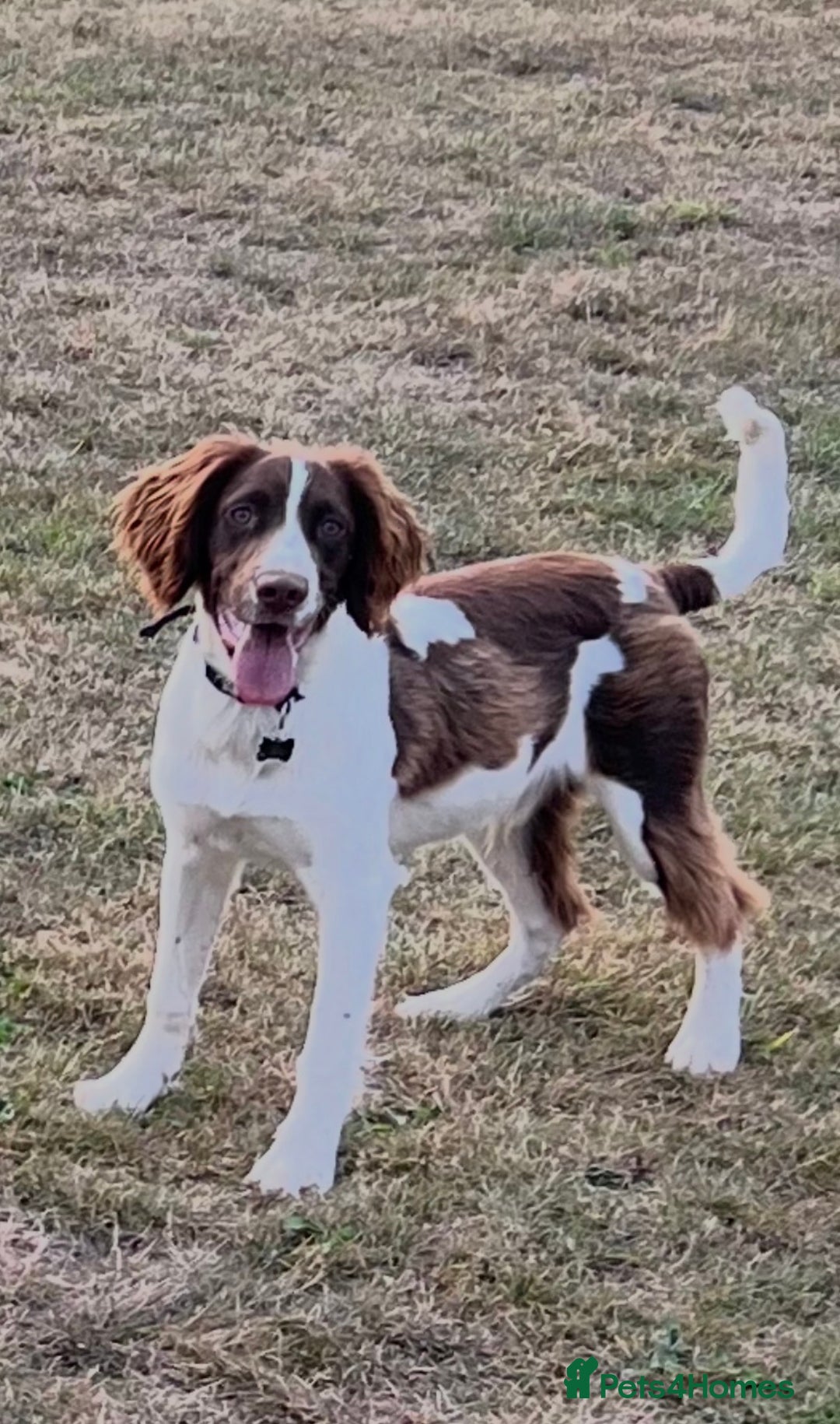 English Springer Spaniel dogs for sale: Springer Spaniel Male 11 months - Advert 7