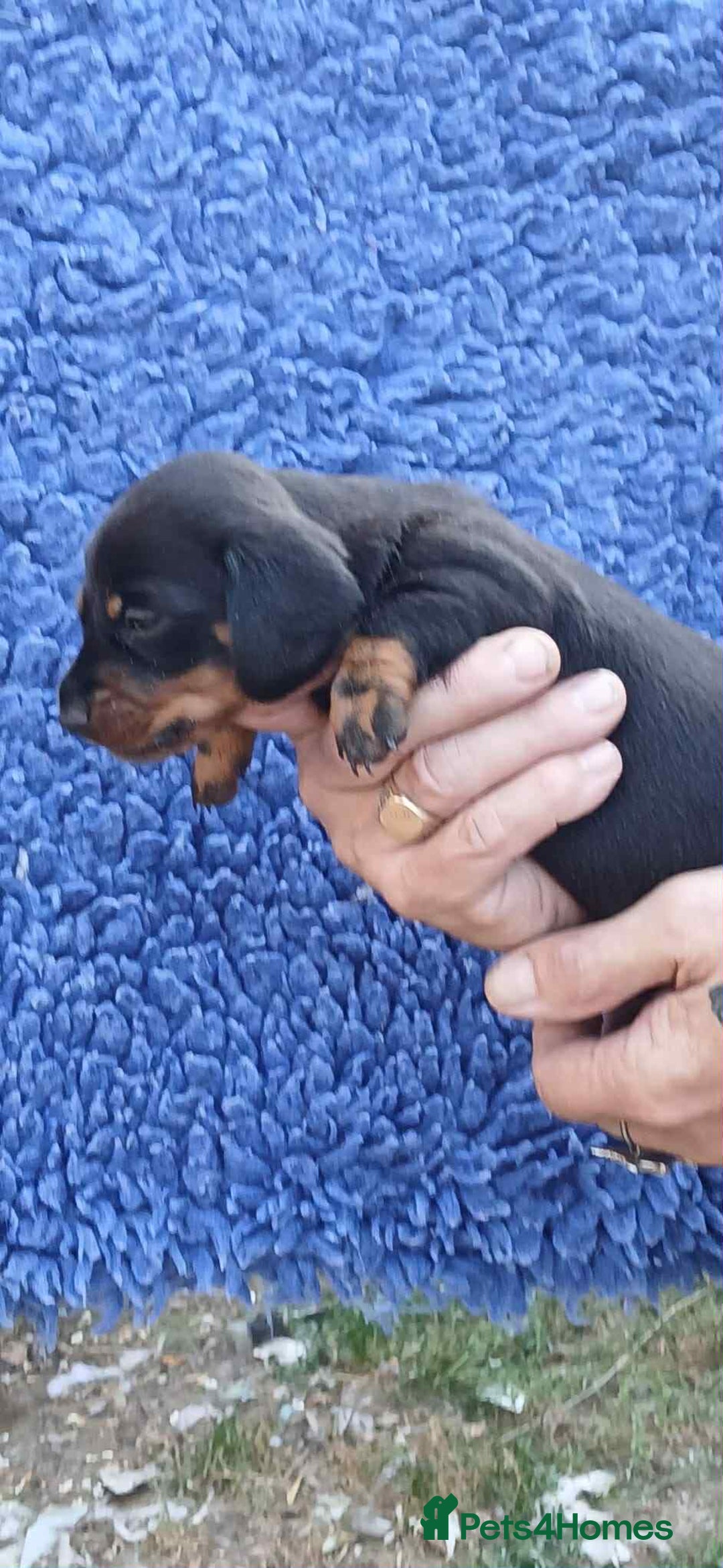 Dachshund dogs for sale: 3 Stunning boy puppies for sale - Image 5